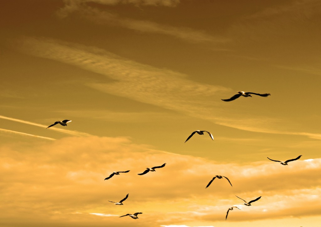 Twitter Nacho Tomás